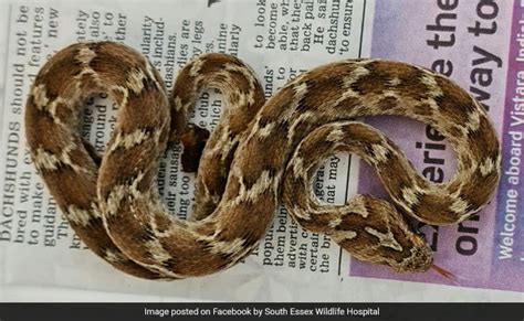 Deadly Viper Travels From India To UK Hidden In Container Of Rocks