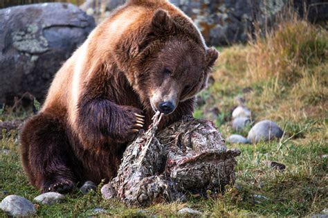 What Do Grizzly Bears Eat? | Outdoor Life