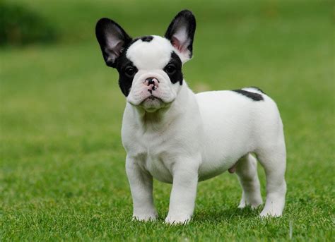 Adorable-mini-french-bulldog-puppies-picture-album - Dog Breeders Guide