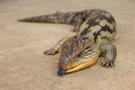 Northern Blue Tongue | If you find an injured native animal in WA ...