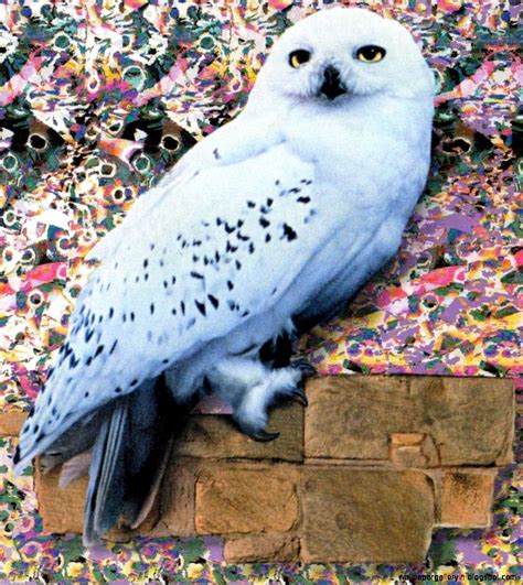 Dreamy Fantasy Hedwig Harry Potter Movie Wallpaper | Wallpaper Gallery