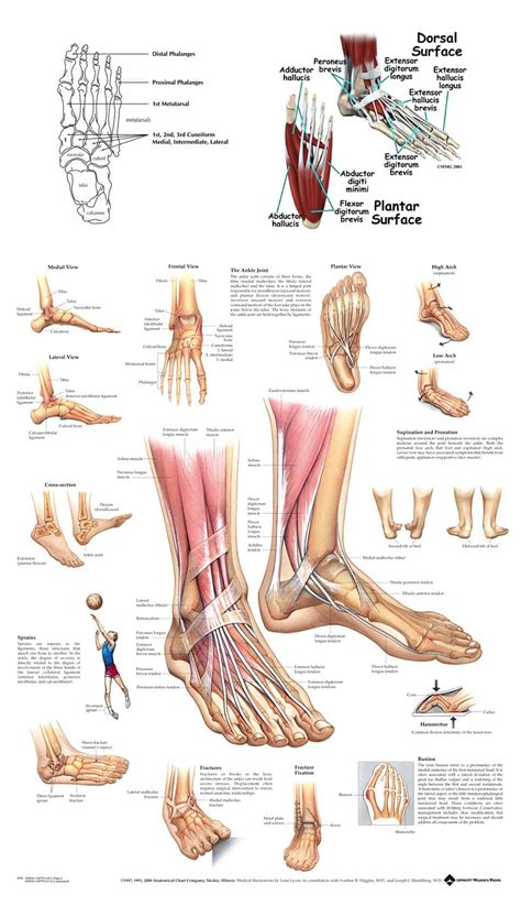 Anatomy of the Foot and Ankle - Astoria Foot and Ankle Surgery