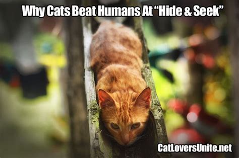 Hide & Seek With Cats | CatLoversUnite.net