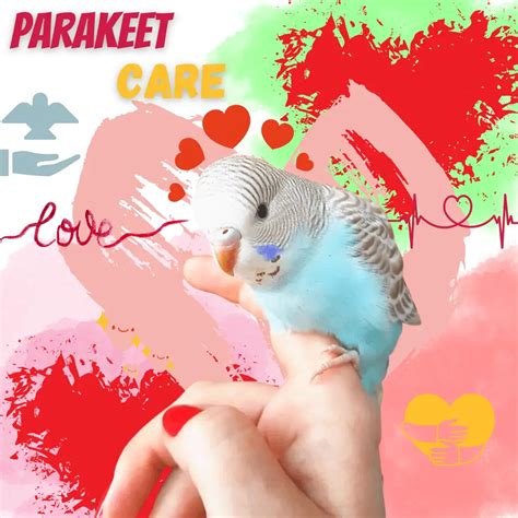 Parakeet care - How to take care of a parakeet | parakeets care guide