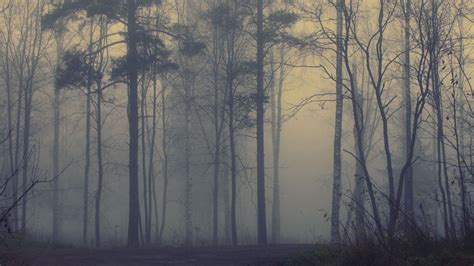 Fog Forest Wallpaper (72+ images)