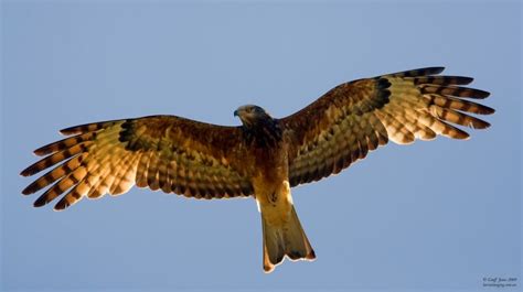 raptor | Birds of prey, Animals of the world, Birds