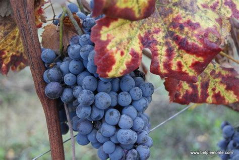 Nebbiolo harvest