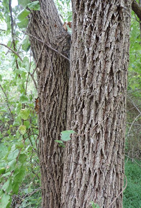 Black Walnut | Glen Arboretum