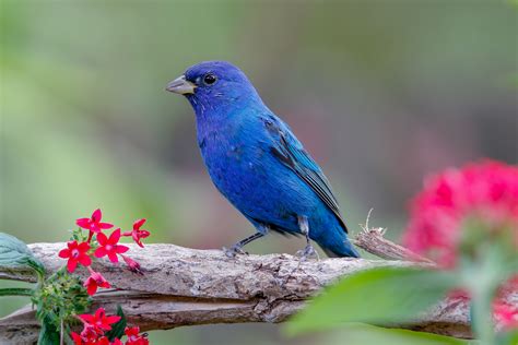 Indigo Bunting | Audubon Field Guide