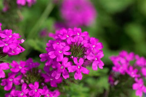 Growing Rose Verbena – Learn About Rose Verbena Uses In Gardens