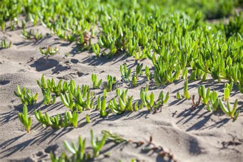 Green Succulent Plant Growing on Sand Stock Photo - Image of plant ...