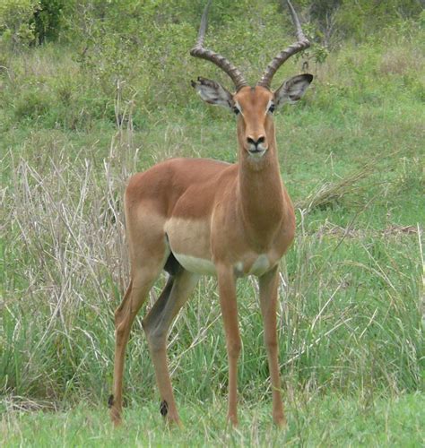 The Majestic Impala.