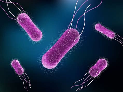 What is Salmonella (Salmonellosis): Causes, Symptoms and Treatment ...