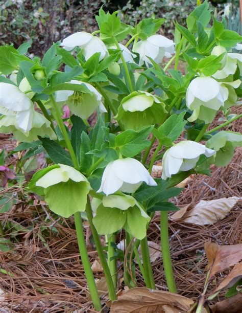 some white flowers are growing out of the ground