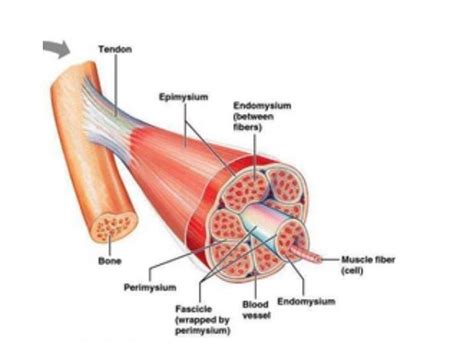 What Is The Fascia And Why Does It Matter? » ForeverFitScience | Fascia ...