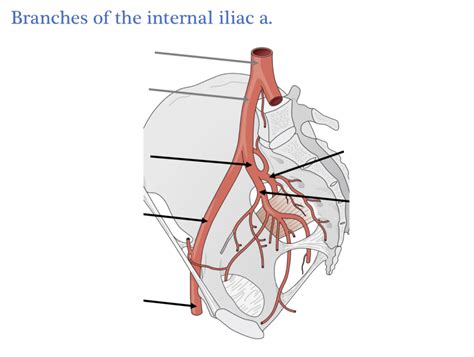 Branches of Internal Iliac Artery Diagram | Quizlet