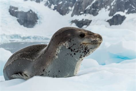 Wildlife - Antarctica