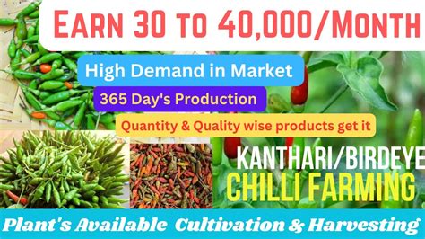 Kanthari Chilli Krishi in Hindi/कमाई 30 से 40हजार महीना/BirdEye Chilli ...