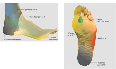 Ankle Nerve Anatomy