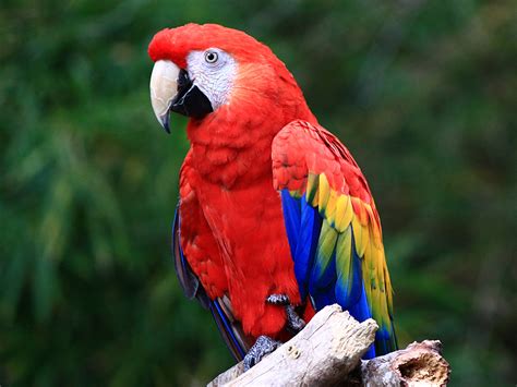 Scarlet Macaw | Exoticbirdsbreeder.com