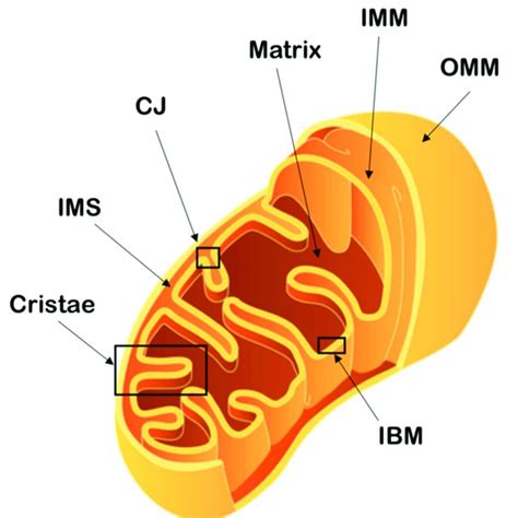 Schematic representation of mitochondrial architecture. The outer ...