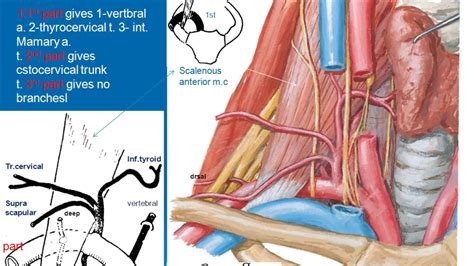 [DIAGRAM] Diagram Of Subclavian Vein - MYDIAGRAM.ONLINE