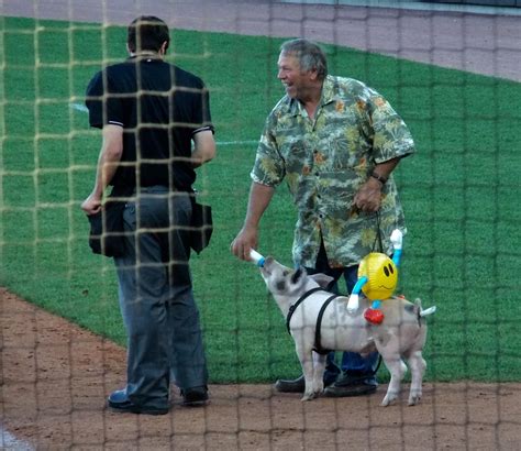 It's a long season. — St. Paul Saints mascot Pablo Pigasso is rewarded...