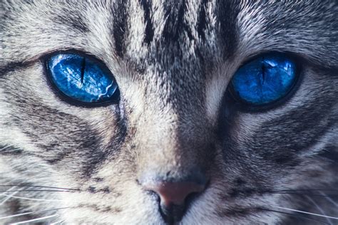 Blue Eyed Cats Wallpapers - Wallpaper Cave