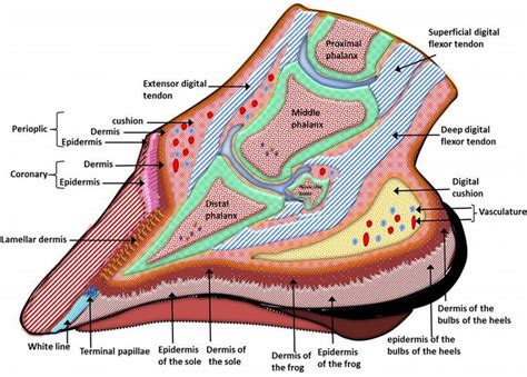 Horse Hoof Anatomy Chart