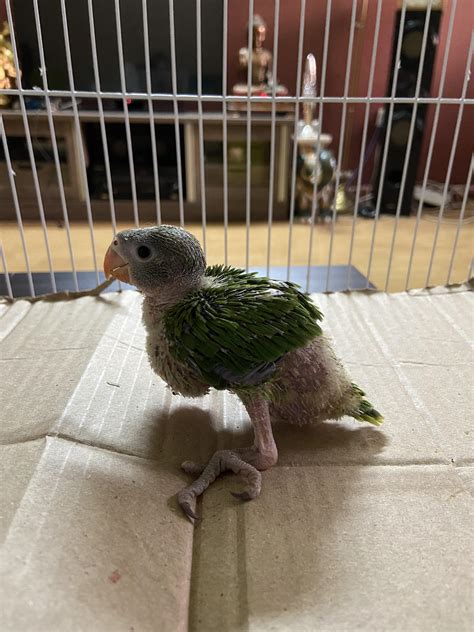 Just bought a baby indian ringneck : r/parrots