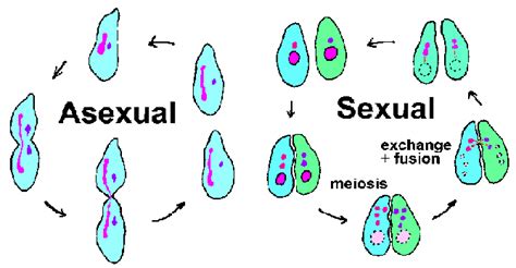 Asexual Reproduction - Cell Division