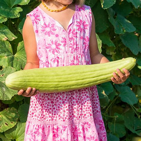 Armenian Cucumber Seeds: Heirloom Seeds from Gurney's