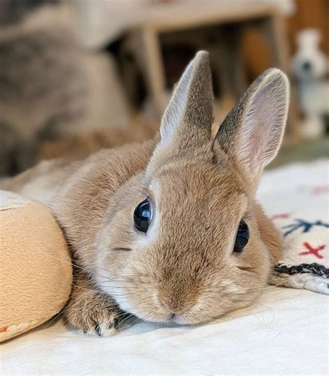 What are baby rabbits called what you should know – Artofit