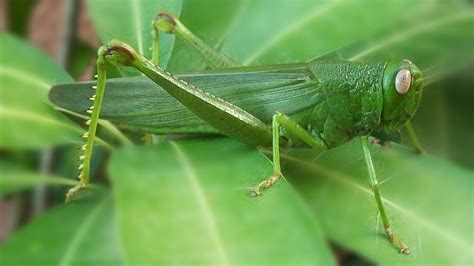 A Big bug - Filipino Katydid - Green Grasshopper - Large insect - YouTube