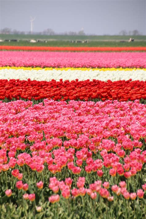 Tulip tours - BikeTours.com