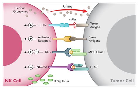 AlloNK® Non-Genetically Modified ADCC Enhancer