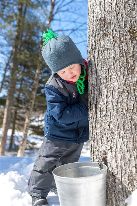 maple sugar shacks tours in massachusetts