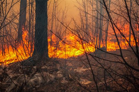 The Relationship between Forest Fires and Deforestation in the Amazon ...