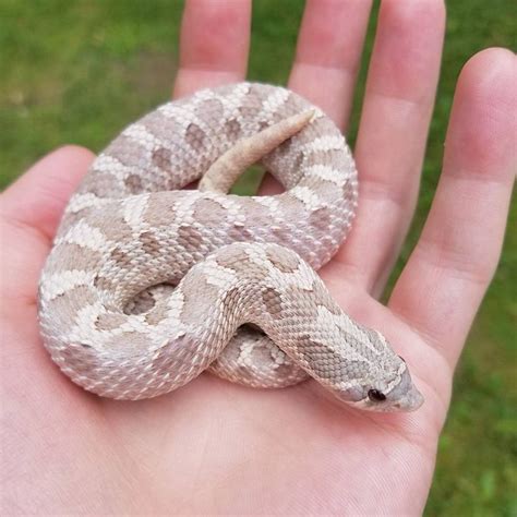 Lavender western hognose. #westernhognosesnakes #hognosesnakes # ...