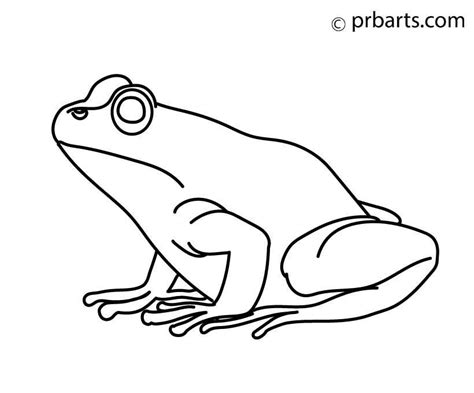 Frog drawing - How To Draw A Frog - PRB ARTS