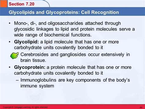 Glycoprotein Function In Cell Membrane | MedicineBTG.com