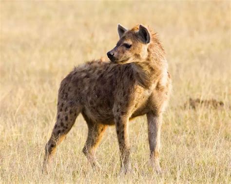 Spotted Hyena - Facts, Diet, Habitat & Pictures on Animalia.bio