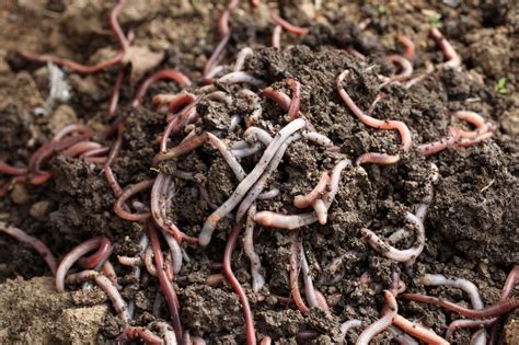 Vermicomposting Worm Types - What Are The Best Worms For Compost Bin