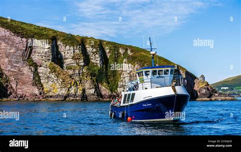 Boat tour leaving Dingle harbour for sightseeing and Fungie Dolphin ...