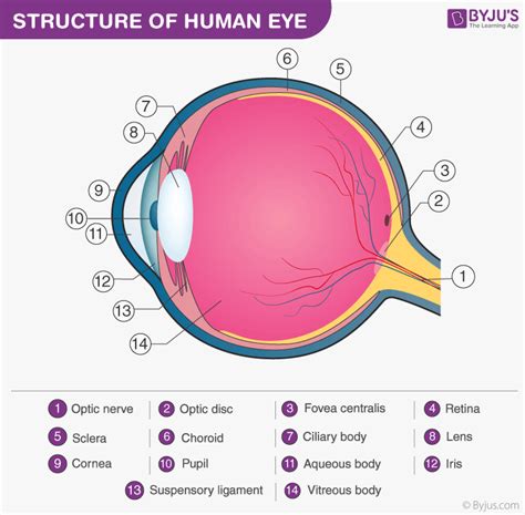 Human Eye - Definition, Structure, Function, Parts, Diagram