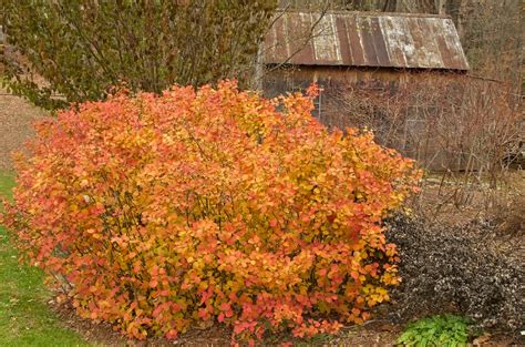 Dwarf Fothergilla | A dwarf fothergilla (Fothergilla gardeni… | Flickr