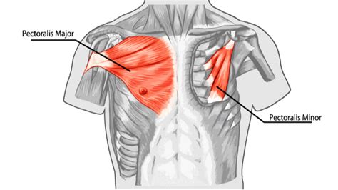 Pec Tightness and Rounded Shoulders - React Physical Therapy