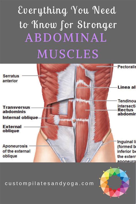 Everything You Need to Know for Stronger Abdominal Muscles | Abdominal ...