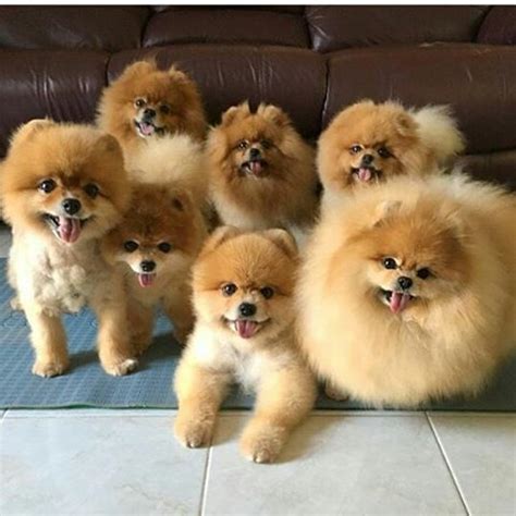 1079 best I Love Pomeranians... images on Pinterest | Pomeranians ...