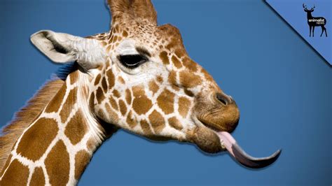 Why Giraffe Tongues Are So Weird! - YouTube